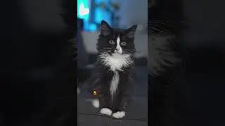 5 Gentle Gestures Your Cat Uses to Ease Insomnia #catquotes #healingvibes #shorts