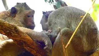 Poor Mother CRISTY VS CASI | Newborn Babies Monkey