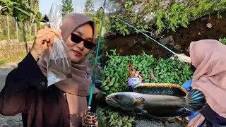 Ternyata jago mancing channa limbata 