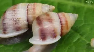 Our work with Partula snails