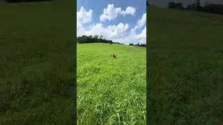 Dog Training in Charlottesville, VA with Ridgeside K9 Charlottesville