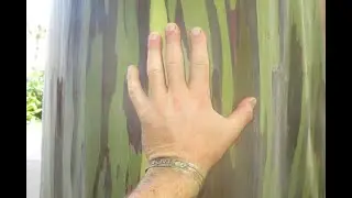 Rainbow Gum Eucalyptus trees