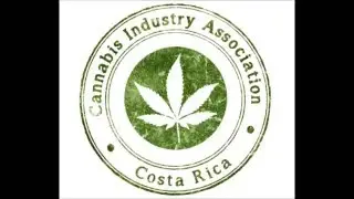 medical cannabis consulting