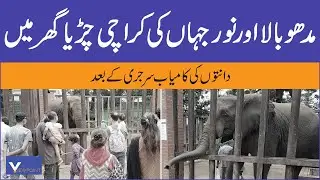 Noor Jahan & Madhubala ki Jodi | After Dental Surgery | Elephant