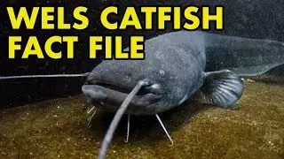 Wels Catfish: Fact File (British Wildlife Facts)