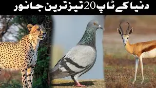 TOP 20 FASTEST ANIMALS IN THE WORLD #fastestanimals