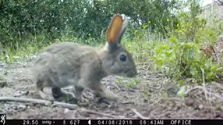 rabbit running around super fast
