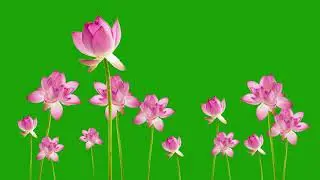Water Lilly green screen video, Lotus green screen video