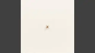 Simple Recluse