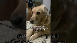 Funny girl 😆 #goldenretriever #funny #doglover #dog #love #puppy #pets #canada #india