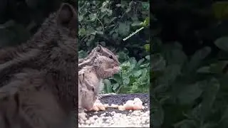 Feeding squirrel #squirrel #nature #gilehri #shorts #trending #feedingsquirrels#ytshort