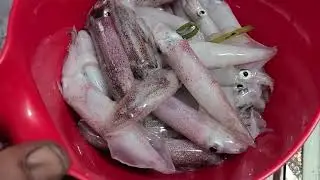 SQUID FISHING IN  Jodrey State Fish Pier Gloucester, Massachusetts