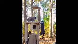 Gray Tabby Wants A Turn 😼 Dilute Tortie Says NO! ❤️ #shorts