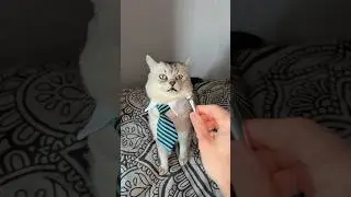 Лающий кот работает в сфере финансов🤣