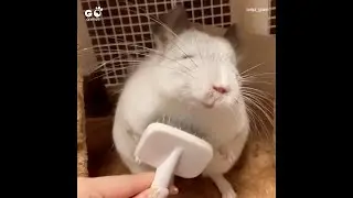 Chinchilla LOVES Being Groomed | Cute Chinchilla Video | Go Animals