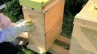 Nuc Hive Entrance Reduction & Upper Entrance for Winter (Rec 09/21)