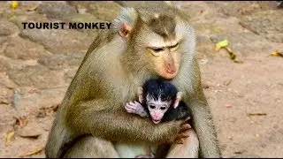 Pigtail kidnapper, Monkey Ashley catch newborn Daniela, Ashley steal baby Daniela