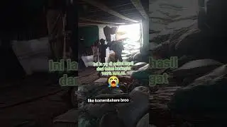 ini baru uang HALAL #halal #upahminimum #burupangul