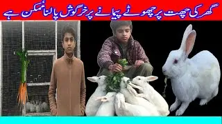 Ghar Ki Chht Par  Par Khargosh Palnaa Mamkan Hay | Most Birds Animals