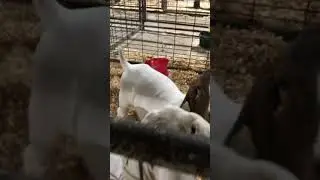 goat #washington #county #fair #fairground #goats #goat #animals