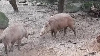Bearded Pig | Singapore Zoo
