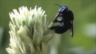 Bee pollination in Mandevilla penthlandiana (Apocynaceae)