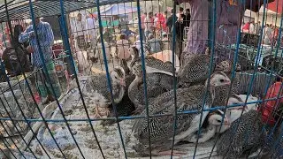 মুরগীর হাট, পুটিয়া, নরসিংদী