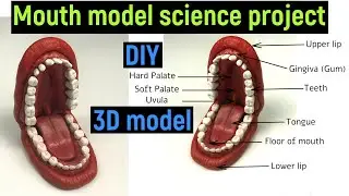 mouth model - 3D mouth model - mouth model project - mouth model making - #diyasfunplay