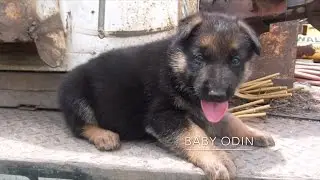 The Mighty Ancestors of ODIN the German Shepherd