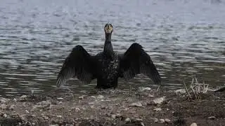 Cormorant Just drying off