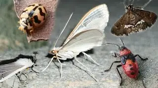 Chionarctia nivea European firebug Four-spotted palpita moth Oenopia conglobata Spotted beet webworm