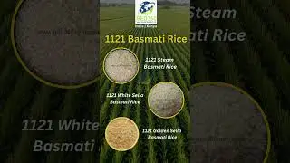 1121 Basmati Rice &ndash; The Gold Standard of Premium Grains! | Geo360 Agro Industries | #rice | #export