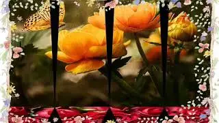 11dy yar