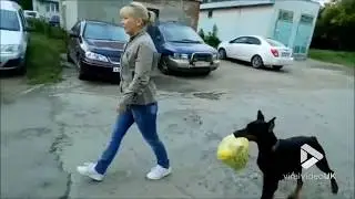 Doberman performs various tricks