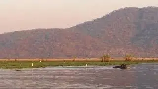 Shire River Liwonde National Park Malawi