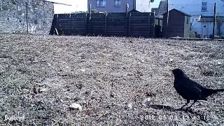 Bushnell Trophy Cam HD MAX 119477 Wildlife Test