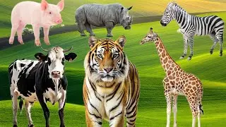 Cute animal :- tiger , elephant , zebra , cow , pig , bull , cat , rat , rabbit , animal videos