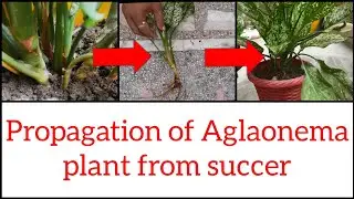 Propagation of Aglaonema plant from succer ll How to divide one Aglaonema plant into more