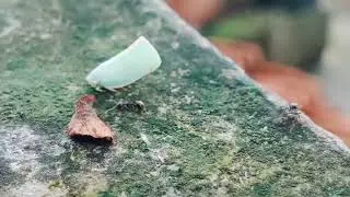 White Grasshopper Watching Ants | Relaxing Nature & Insect ASMR #asmr #video #relaxing #nature 
