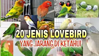 20 Jenis Lovebird Berdasarkan Warna dan Harga Lovebird terbaru