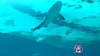 Community Day scores you $2 tickets to the Texas State Aquarium