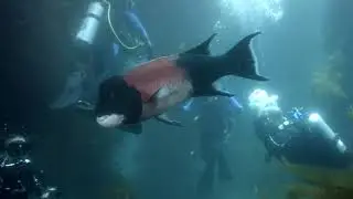 Blast from the past. Blackmagic 4k cinema camera underwater
