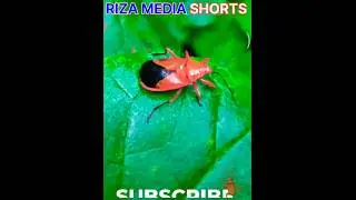 Pentatomomorpha bugs...#youtubeshort #ytshort #ytshortsvideo