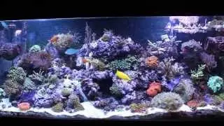 Macro Mixed Reef Tank