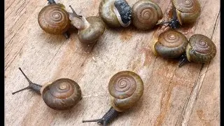 Patera laevior (Pilsbry, 1940) Smooth Bladetooth Snail