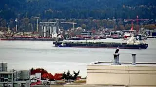 Bald Eagle at Dusk | Watching Over Vancouver Harbour & Outbound Cargo Ship