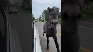 제주의 흔한 도로상황😱🐴 #제주도 #말 #따라오지마 #미추어버리겠네