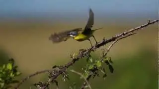 Lavandera boyera