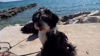 Tibet Terrier