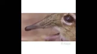 elephant shrew singing